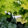 'White Gold' Bleeding Heart -Garden Plants Store white gold bleeding heart 1