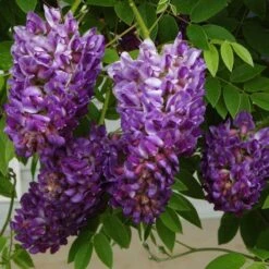 Garden Plants Store -Garden Plants Store wisteria amethyst falls 2 sw