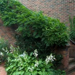 'Amethyst Falls' Wisteria -Garden Plants Store wisteria amethyst falls 5 sw